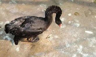 黑天鹅最新爆料消息,揭秘惊天秘密背后的惊人真相